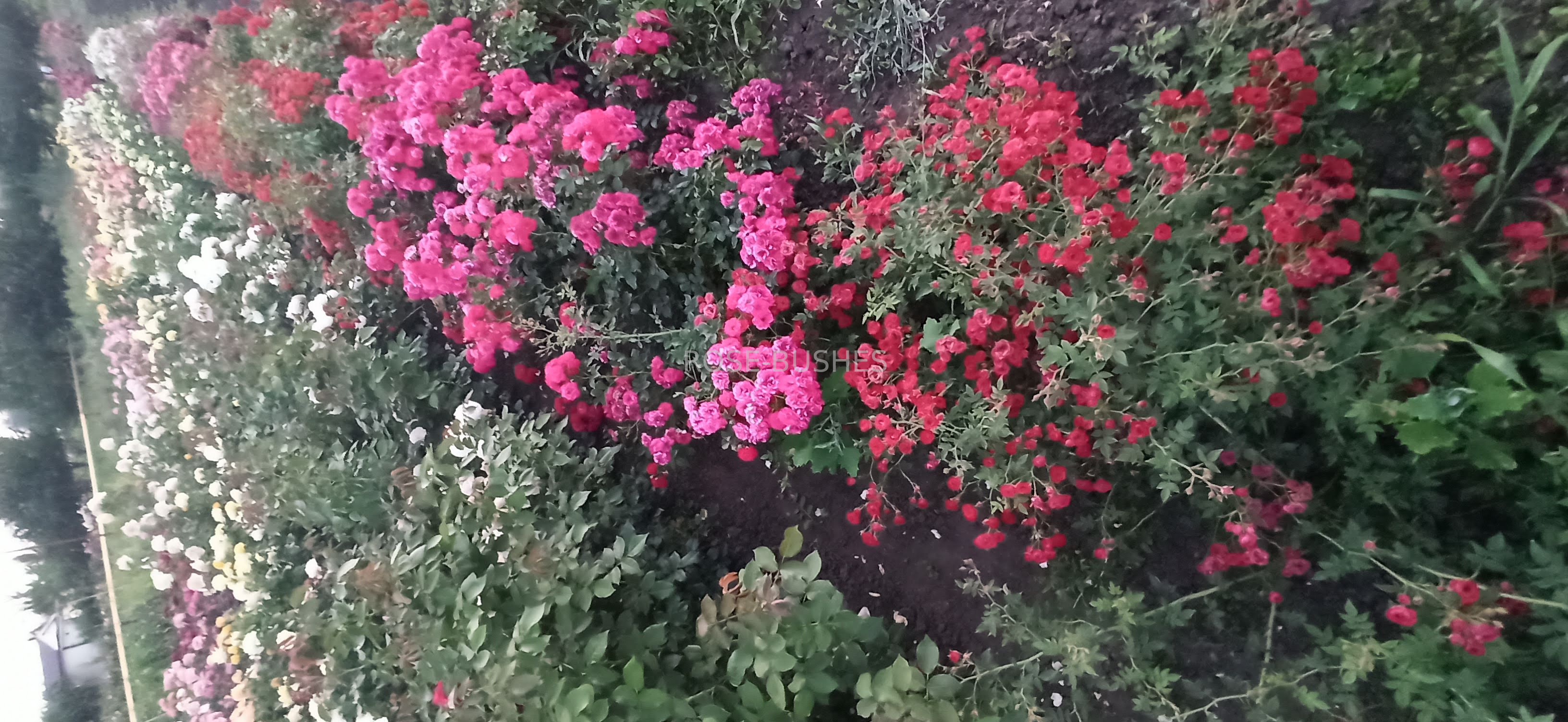 ��� �����. Red Fairy. (��. �������.)